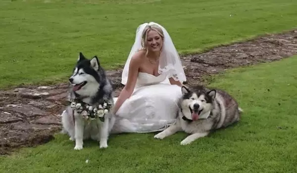 Пухкави четириноги кумуваха на сватбата на стопаните си