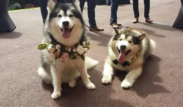 Kучешка сватба