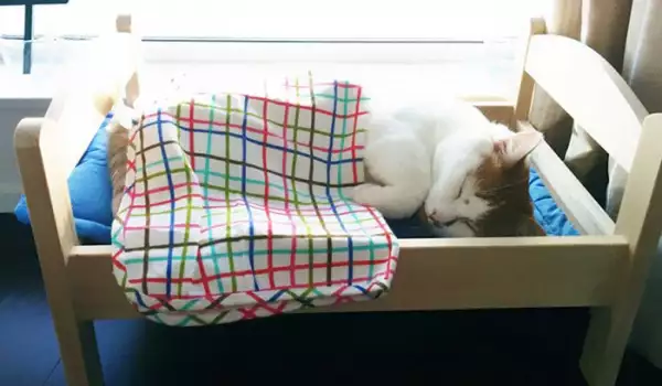 Легла за котенца