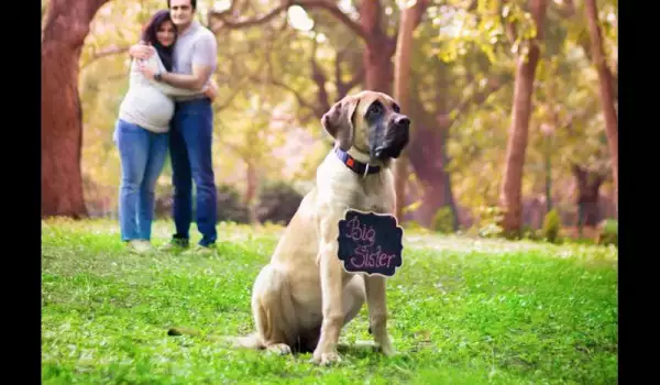 Индийка даде добър урок на бременните, които изоставят кучетата си