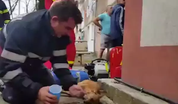 Спасяването на кучето