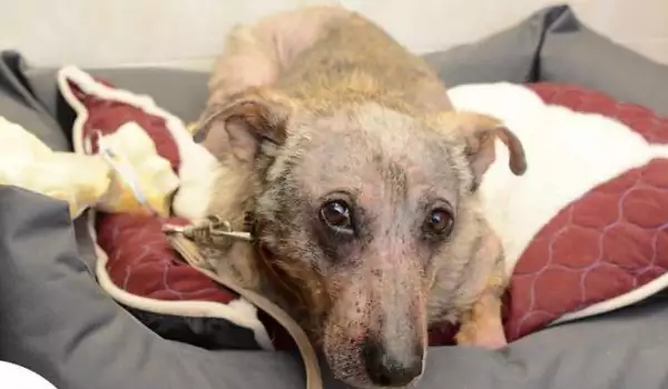 Това изоставено куче получи втори шанс за живот