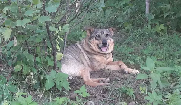 Това изоставено куче получи втори шанс за живот