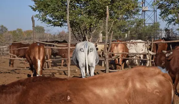 Крави с очи на задника