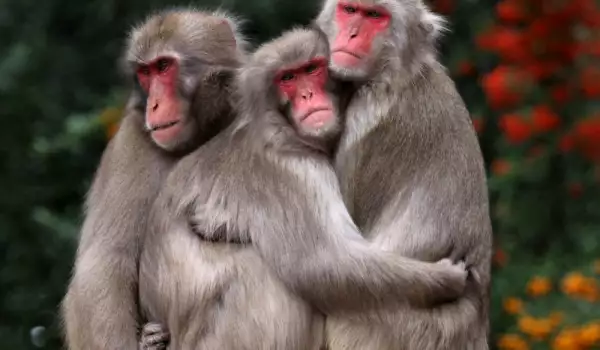 Китайка обърка седалището на маймунка със светофар! Виж какво последва