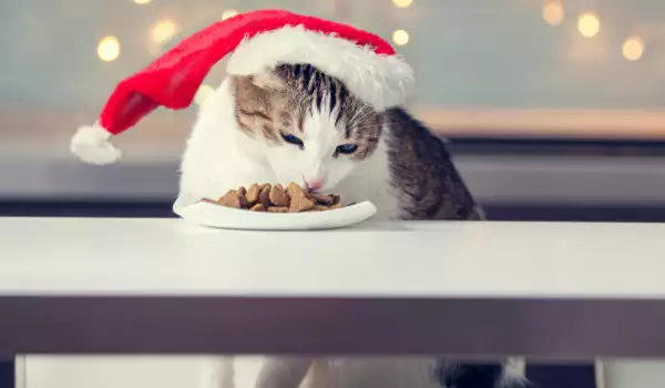 Грамажи храна за котки на ден според възрастта