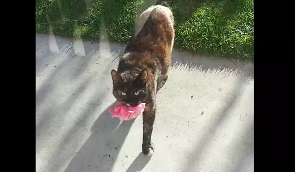 Забавно! Това са най-нефотогеничните котки!