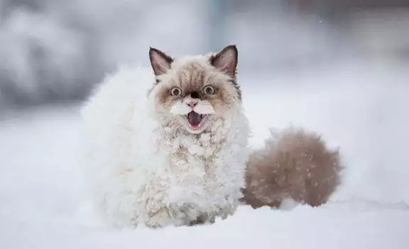 Безценни кадри! Животни, които виждат сняг за пръв път