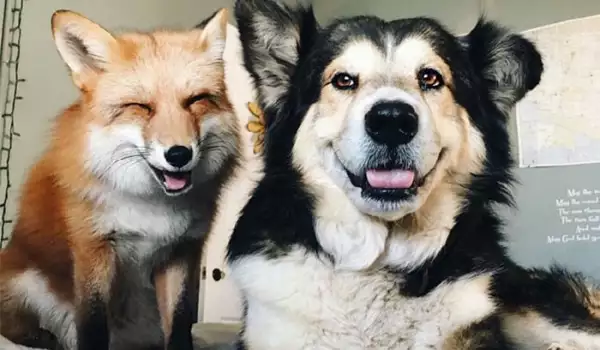Снимките на тези животни ще ви покажат какво е щастие