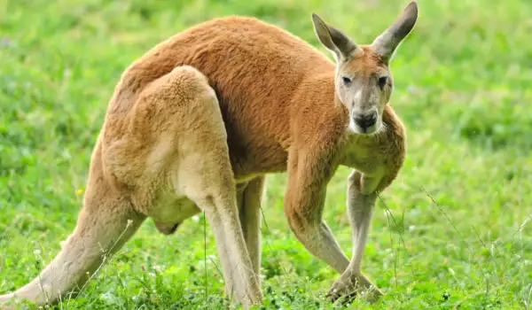 Изумителни факти за кенгуруто