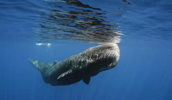 зъбат кит кашалот