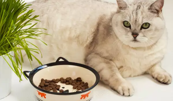 Кастрираните котка изискват специално хранене