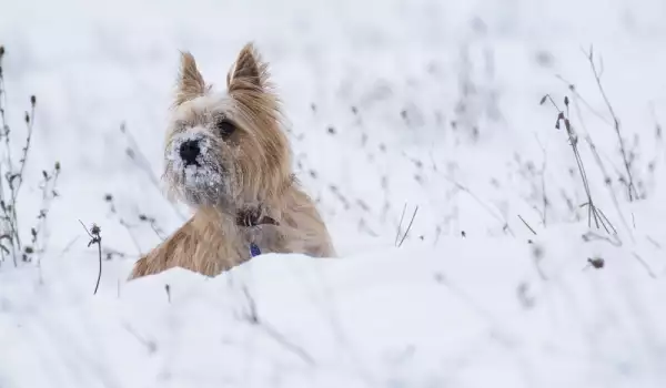 Защо кучетата ядат сняг