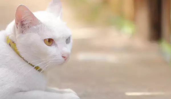 Какви са по характер белите котки?