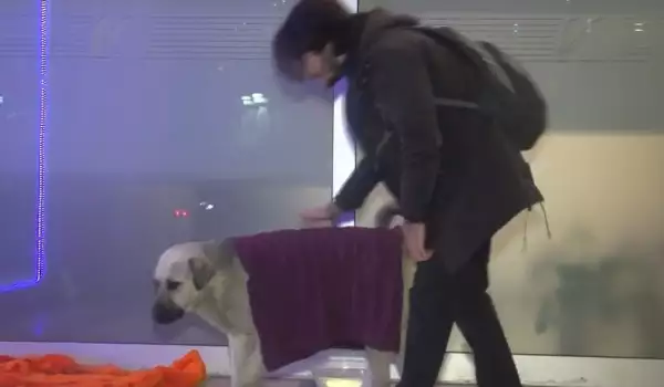 В Истанбул се погрижиха по трогателен начин за бездомните животни