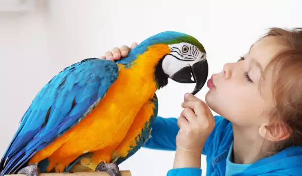 Кои породи папагали са подходящи за дете