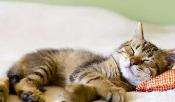 По случай Деня на котките: Вижте няколко безценни мисли за писаните