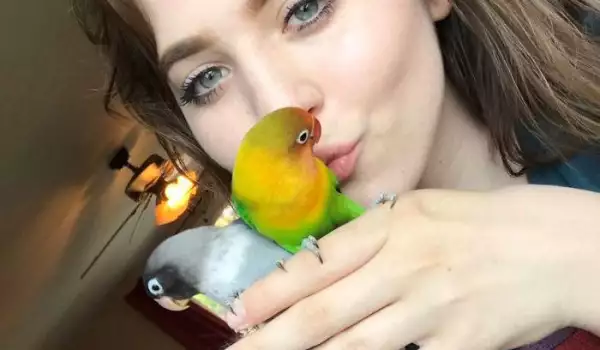 Влюбени папагали