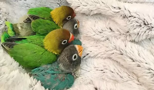 Влюбени папагали