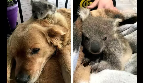 Голдън ретривър организира спасителна акция на коала