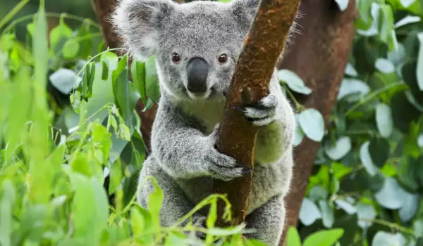Настървена коала погна АТВ, за да го гушка