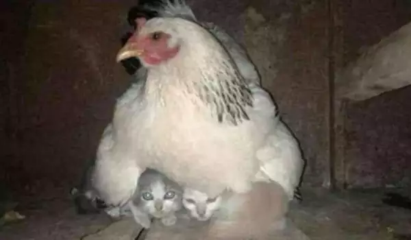Умилителни снимки на майки-кокошки, осиновили чужди бебета