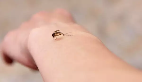 Най-вредните за хората насекоми