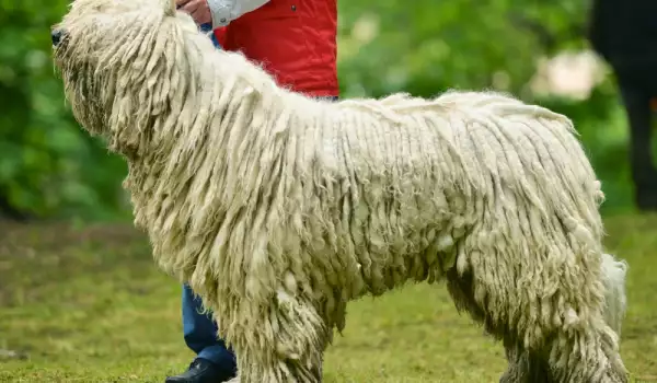 Унгарска овчарска