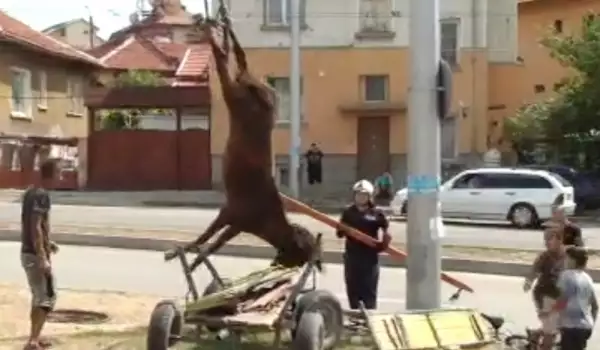 Вижте как полиция и пожарна спасиха кон, паднал в шахта