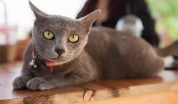 Котка Корат