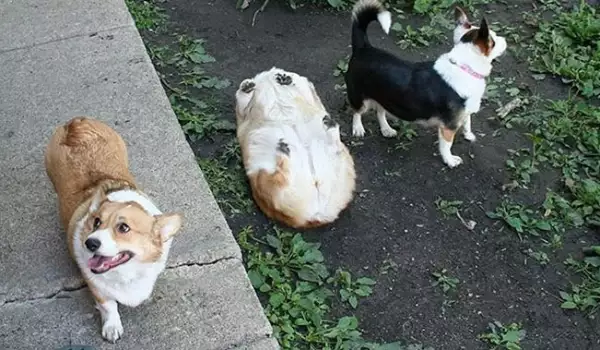 Корги
