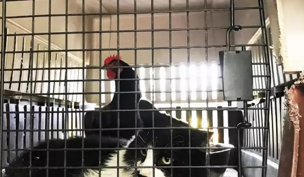 Пожар породи приятелство между коте и кокошка (СНИМКИ)