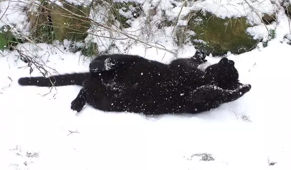 Хиляди се смяха на това коте, обожаващо снега (СНИМКИ)