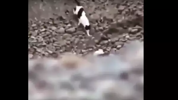 Уникални кадри! Вижте как котка спаси кученце, паднало в ров