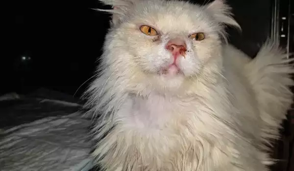 Щастлива развръзка за котето Макси, което умираше бавно от СПИН