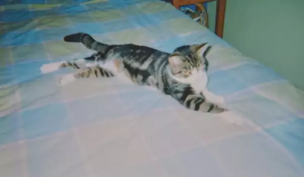 След 13-годишно скитане: Котка-беглец се върна у дома