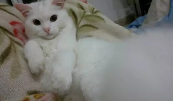 котката Кункуш