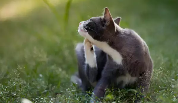 Крастата кара котките да се чешат по ушите