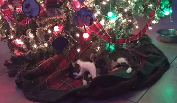 Семейство спаси бездомна котка, а тя го дари с най-хубавия коледен подарък