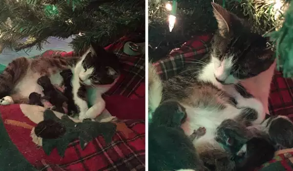 Семейство спаси бездомна котка, а тя го дари с най-хубавия коледен подарък