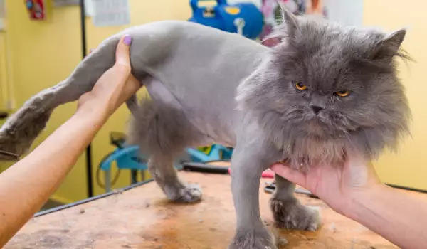 Подстригване на котка