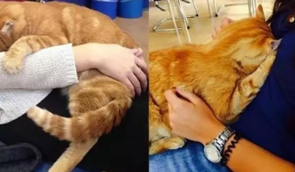 Любвеобилна котка-академик всеки ден се гушка със студентите в университет