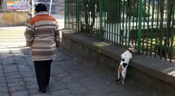Как да научим котката да се разхожда на каишка