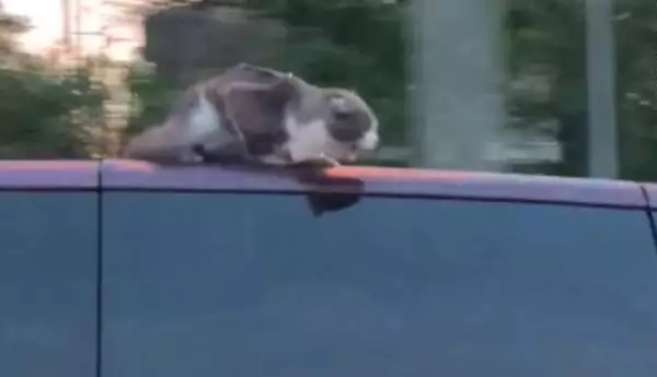 Котка-каскадьор се повози върху тавана на кола (СНИМКИ)