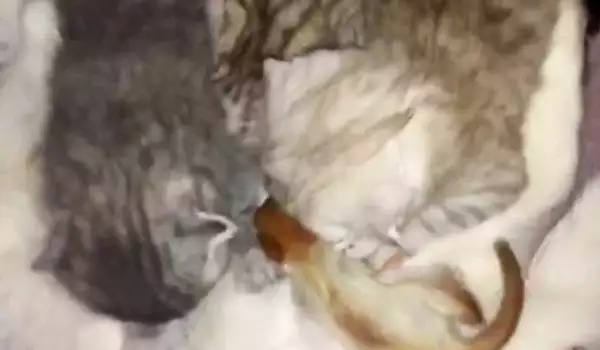 Котка осинови и се погрижи за новородена катеричка