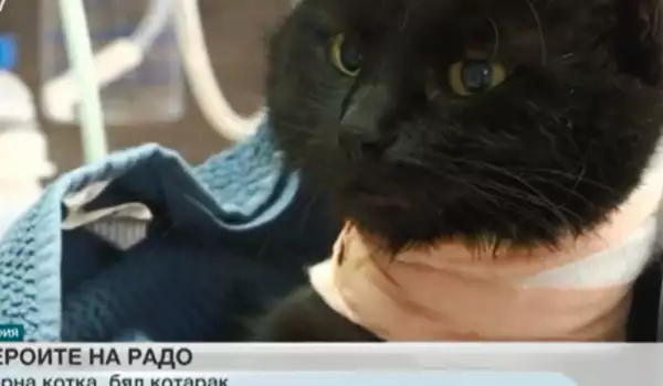 Котка кръводарител спаси живота на този черен котарак. Вижте тъжната му история