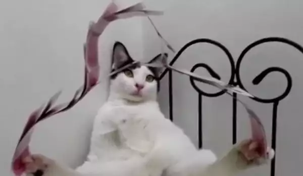 Котка-факир прави изумителни фокуси с карти и зарчета
