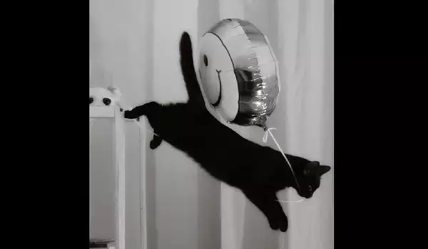Палаво коте