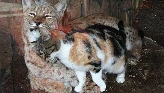 Вижте красивата любов между рис и бездомно коте