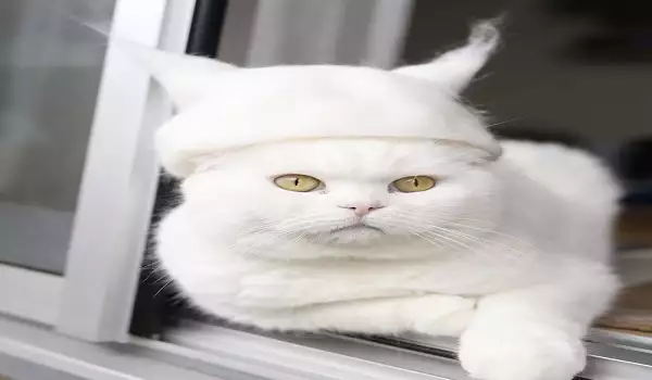 Котки с пухкави шапчици подлудиха интернет